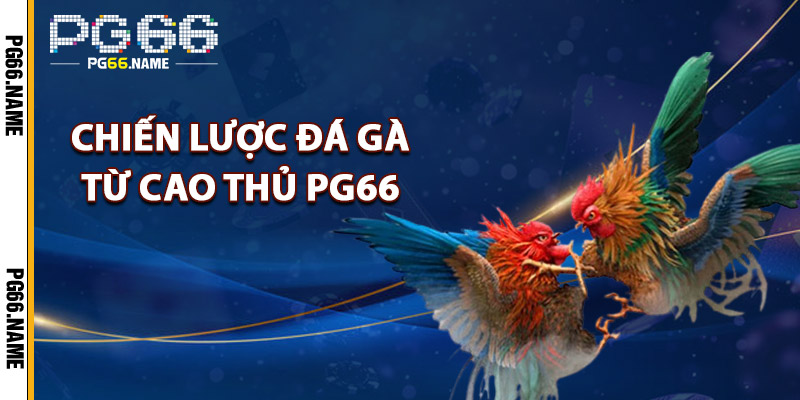Chiến Lược Đá Gà – Phân Tích Từ Dữ Liệu Thực Tế Của PG66 4 Chiến Lược Đá Gà Từ Cao Thủ PG66